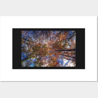 Autumn Tree Canopy Posters and Art